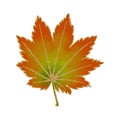 Multicolored Maple Leaf with Strong Gold Glitter Royalty Free Stock Photo